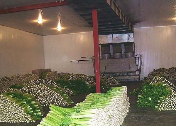 蔬菜泡芙APP短视频建造存储温度及贮藏时间_泡芙视频官网下载免费制冷