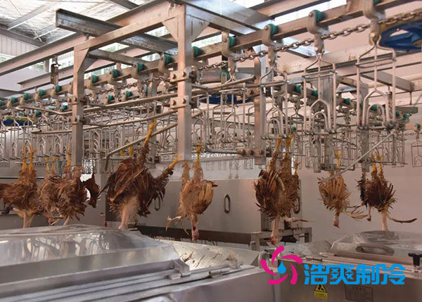肉鸡屠宰之后需要直接入速冻库吗？-泡芙视频官网下载免费制冷